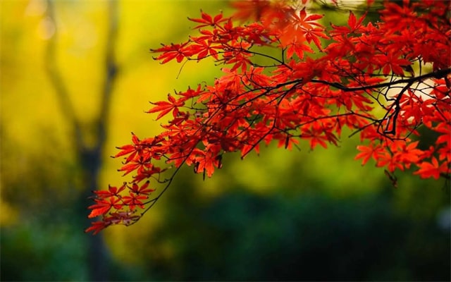 12首秋日小儿歌，带幼儿感受浓浓秋意