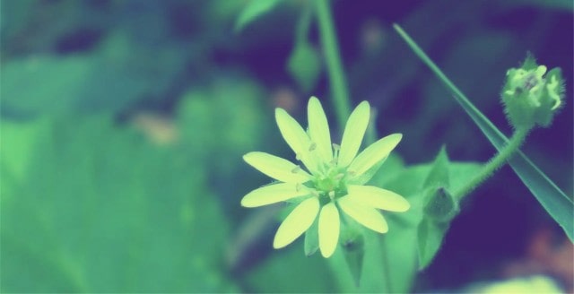 描写植物的作文怎么写