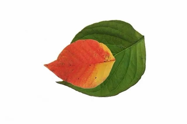 简单树叶手工粘贴画小动物