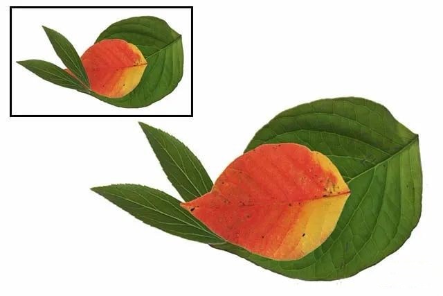 简单树叶手工粘贴画小动物