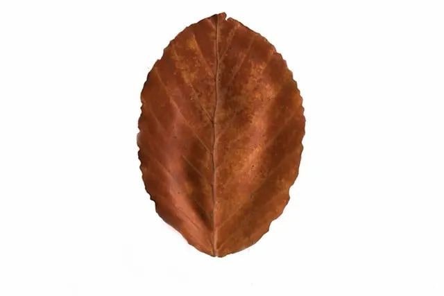 简单树叶手工粘贴画小动物