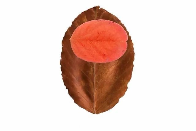 简单树叶手工粘贴画小动物