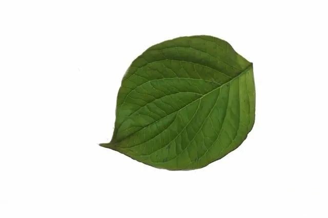 简单树叶手工粘贴画小动物