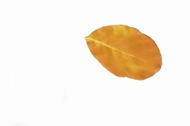 树叶手工粘贴画可爱的小狗教程