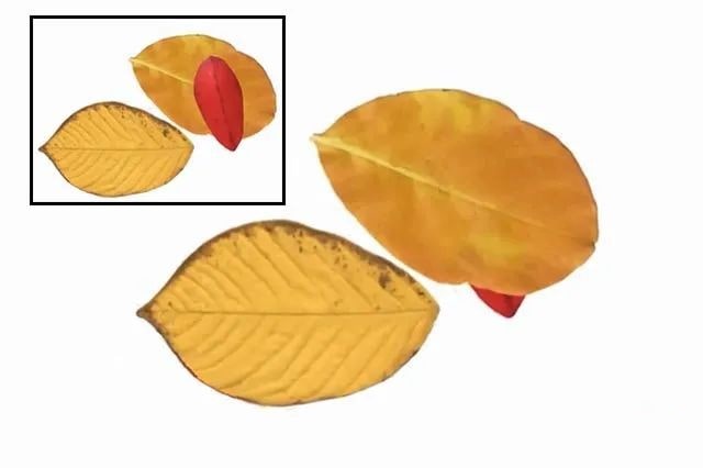 树叶手工粘贴画可爱的小狗教程