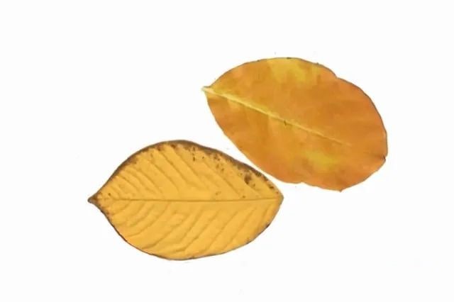 树叶手工粘贴画可爱的小狗教程