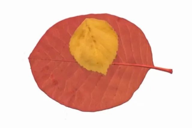 简单树叶手工粘贴画小动物教程