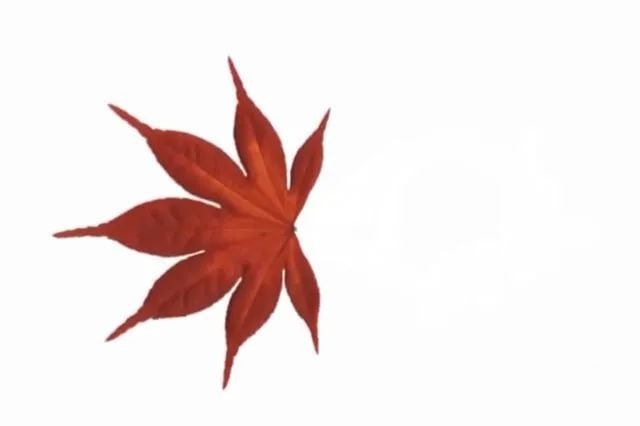 简单树叶手工粘贴画小动物教程