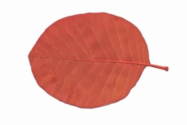 简单树叶手工粘贴画小动物教程