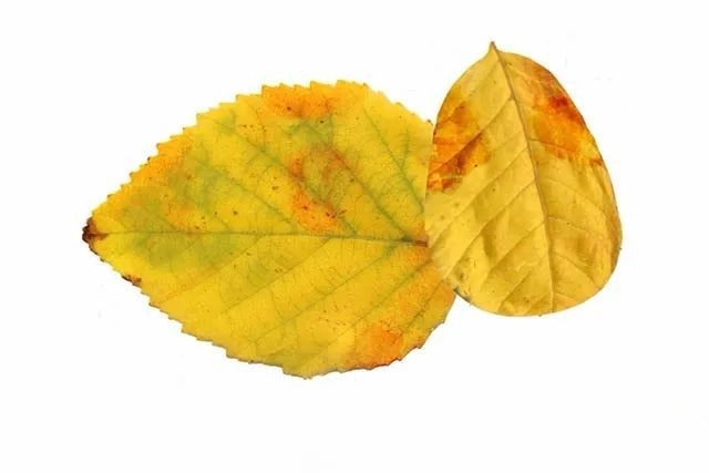 简单树叶手工粘贴画老黄牛教程