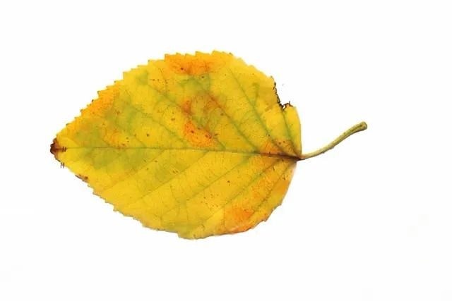 简单树叶手工粘贴画老黄牛教程