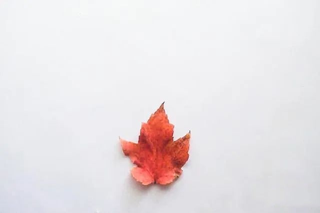 简单树叶手工粘贴画小松鼠教程