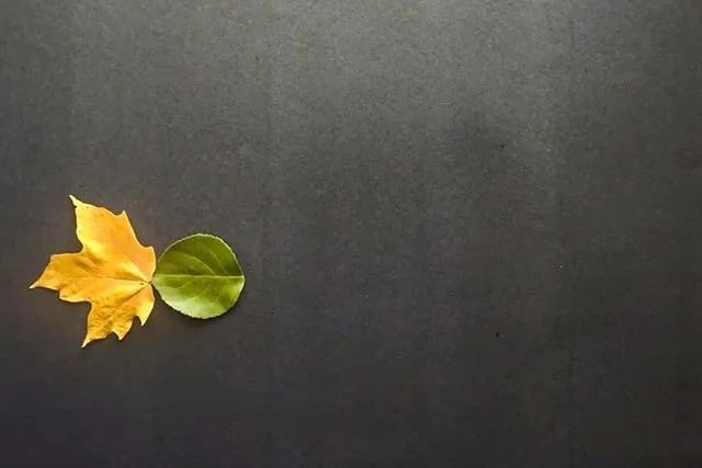 简单树叶手工粘贴画小鱼游水教程