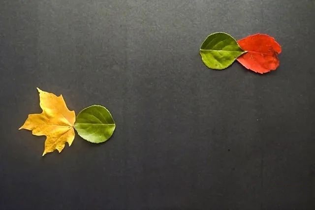 简单树叶手工粘贴画小鱼游水教程