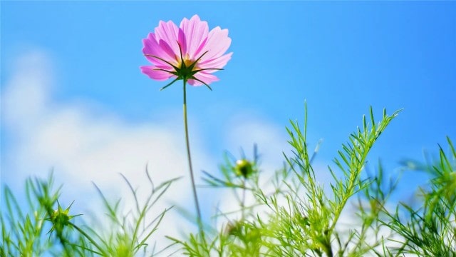 半命题作文怎么写