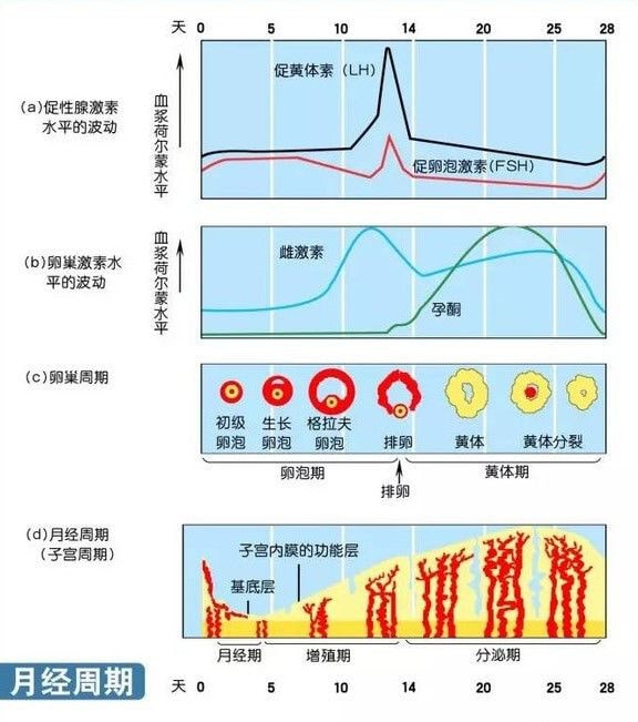 性激素六项是什么 性激素六项什么时候检查