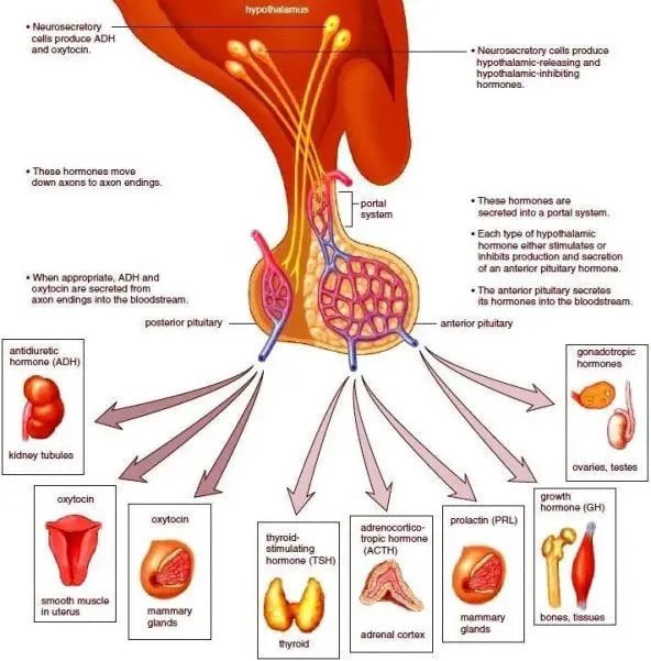15%的不孕女性存在排卵障碍