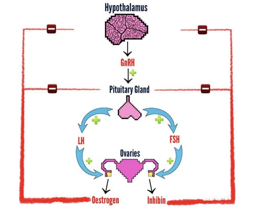 15%的不孕女性存在排卵障碍