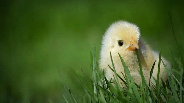 一招实用写作文的技巧，帮孩子突破写作困局