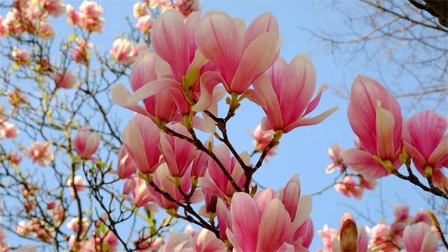 10首与花有关的古诗