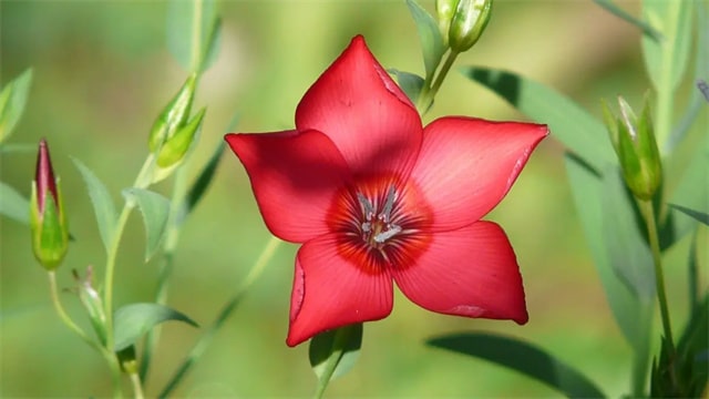 10首与花有关的古诗