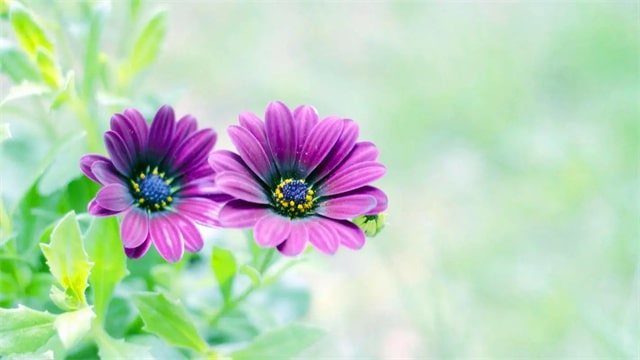 10首与花有关的古诗