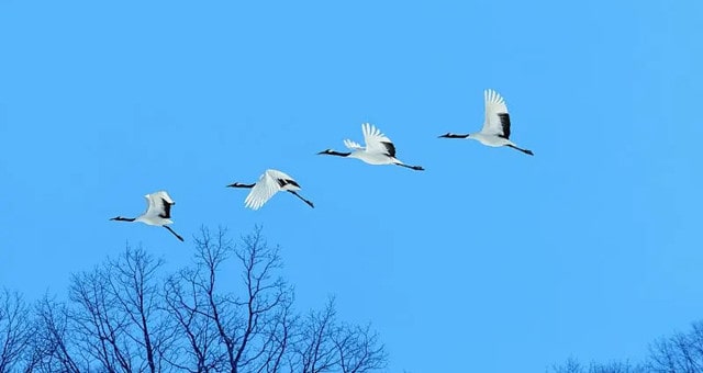 晴空一鹤排云上是描写秋天的吗