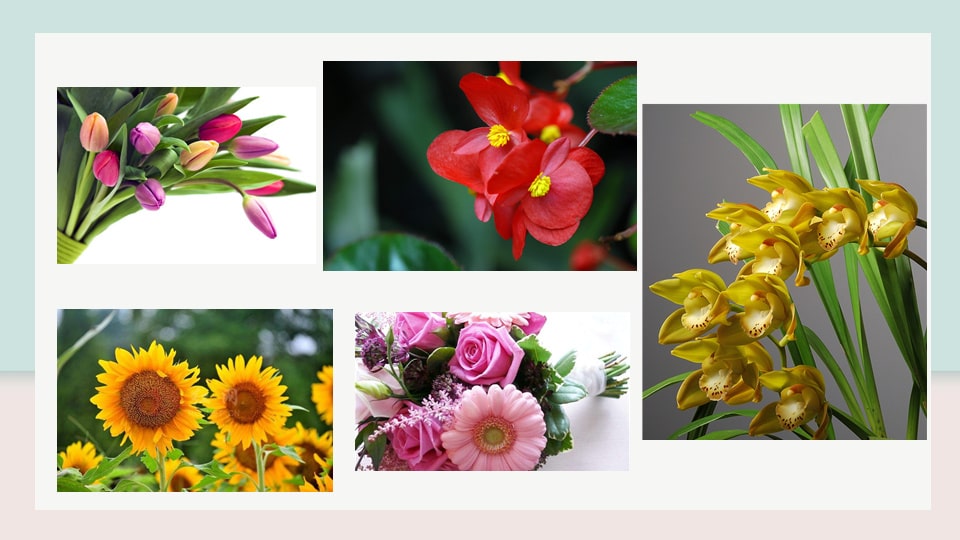 幼儿园中班艺术教案：花瓶与花（含ppt课件图片）