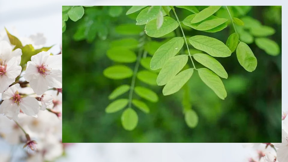 幼儿园大班美术教案：春天的祝福