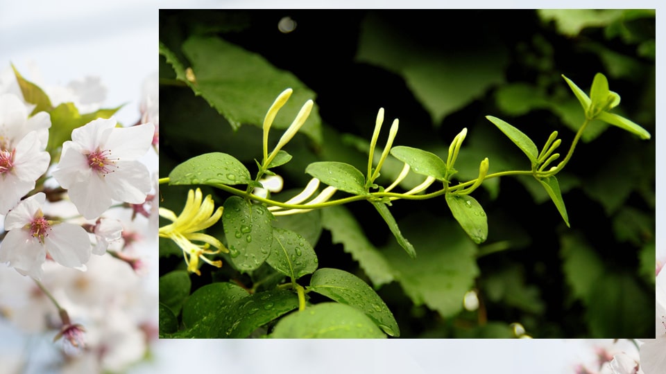 幼儿园大班美术教案：春天的祝福