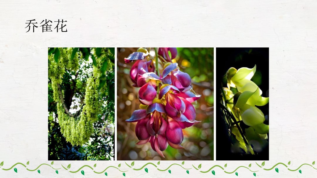 幼儿园大班科学教案：岭南的春天（含PPT课件图片）