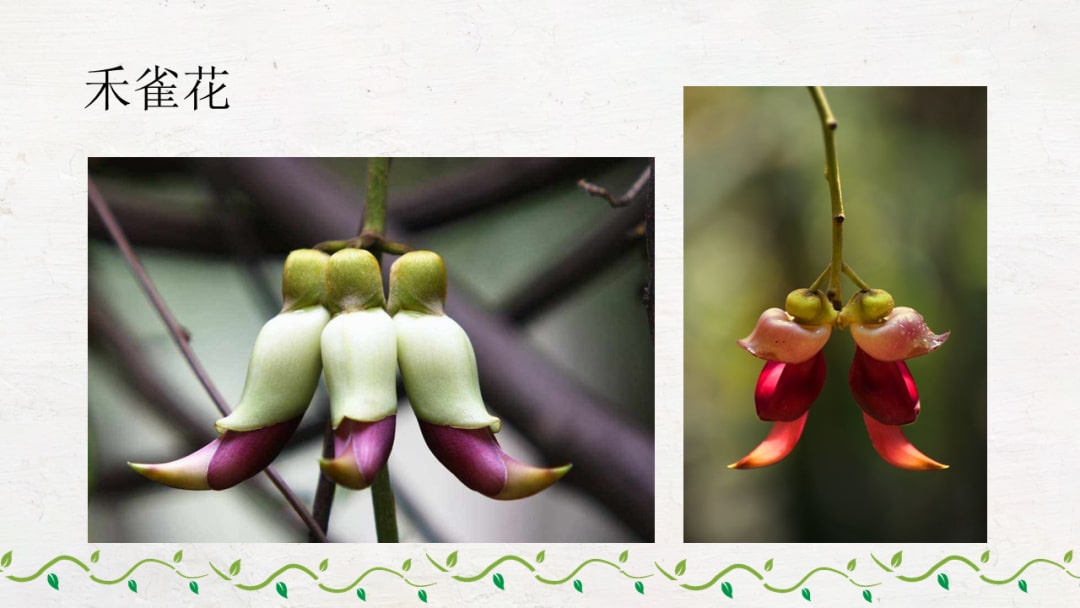 幼儿园大班科学教案：岭南的春天（含PPT课件图片）