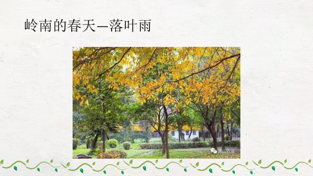 幼儿园大班科学教案：岭南的春天（含PPT课件图片）