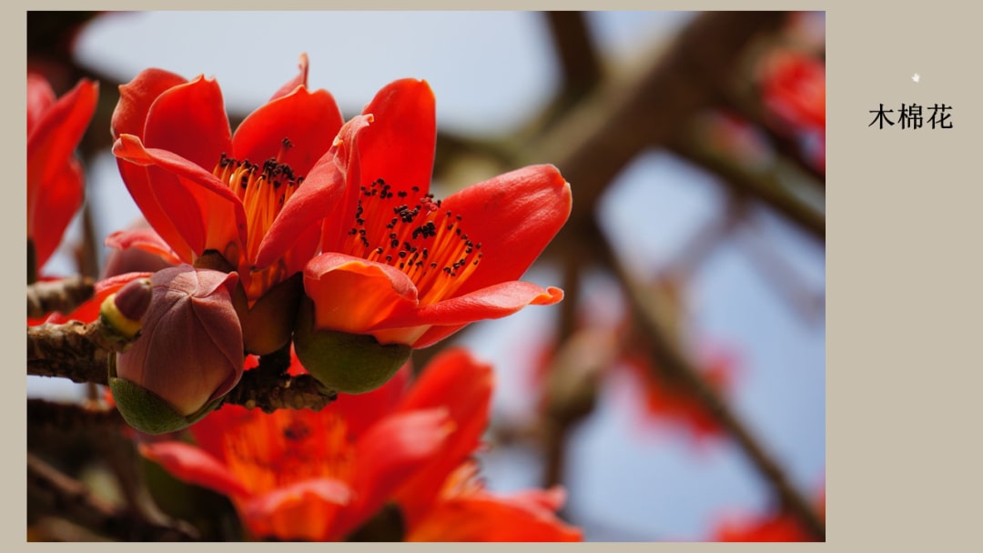 幼儿园大班社会教案：广州市花（含PPT课件图片）