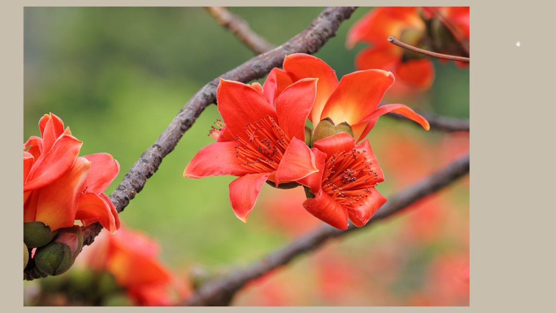 幼儿园大班社会教案：广州市花（含PPT课件图片）