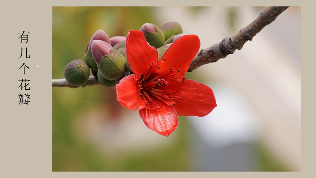 幼儿园大班社会教案：广州市花（含PPT课件图片）