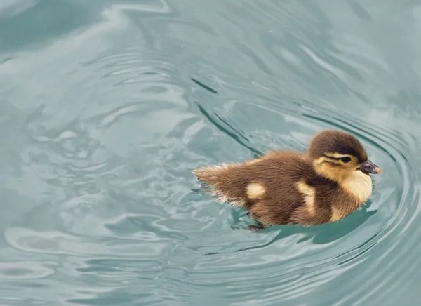 20首描写春天的古诗词