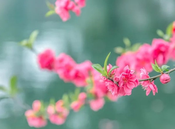 20首描写春天的古诗词