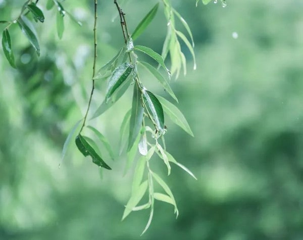 20首描写春天的古诗词