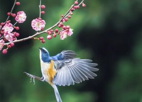 20首描写春天的古诗词，谁把春天写得最醉人？