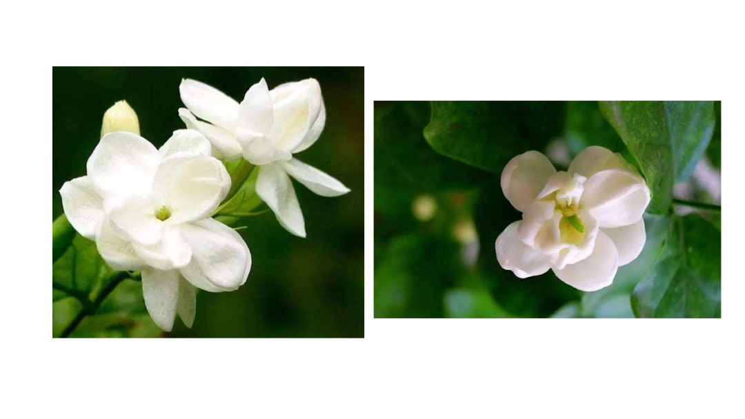 幼儿园中班艺术教案：茉莉花