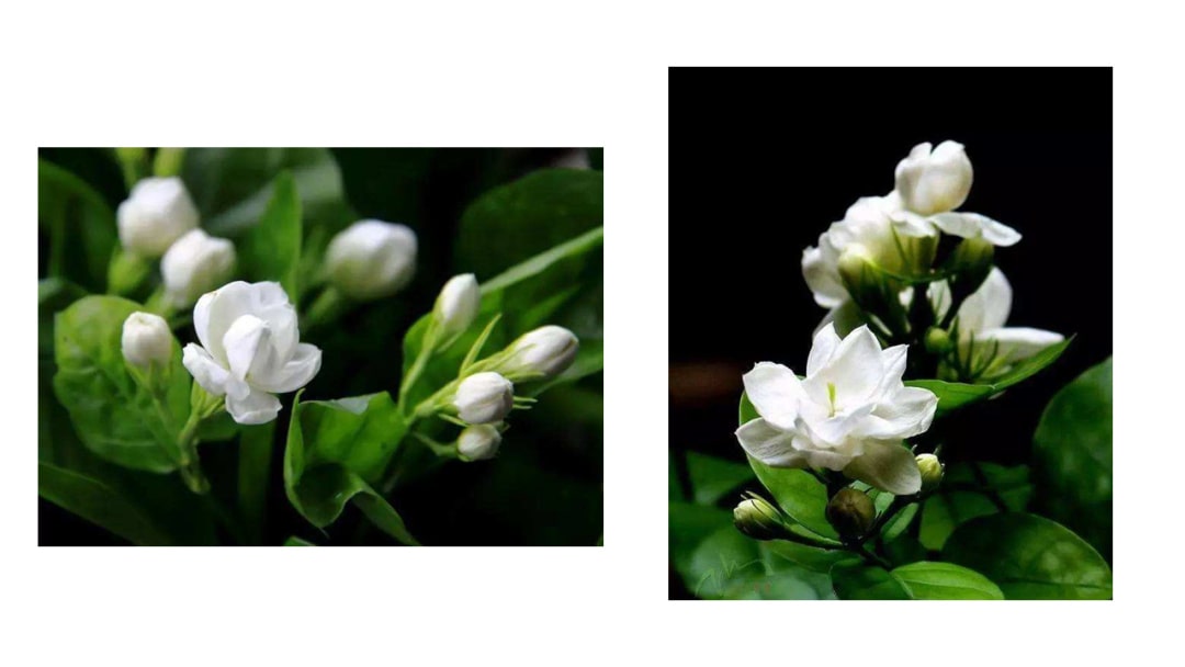 幼儿园中班艺术教案：茉莉花