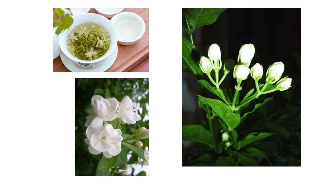 幼儿园中班艺术教案：茉莉花