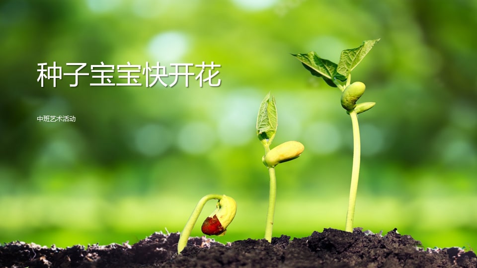 幼儿园中班艺术教案：种子宝宝快开花（含PPT课件图片）