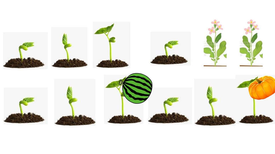 幼儿园中班艺术教案：种子宝宝快开花（含PPT课件图片）