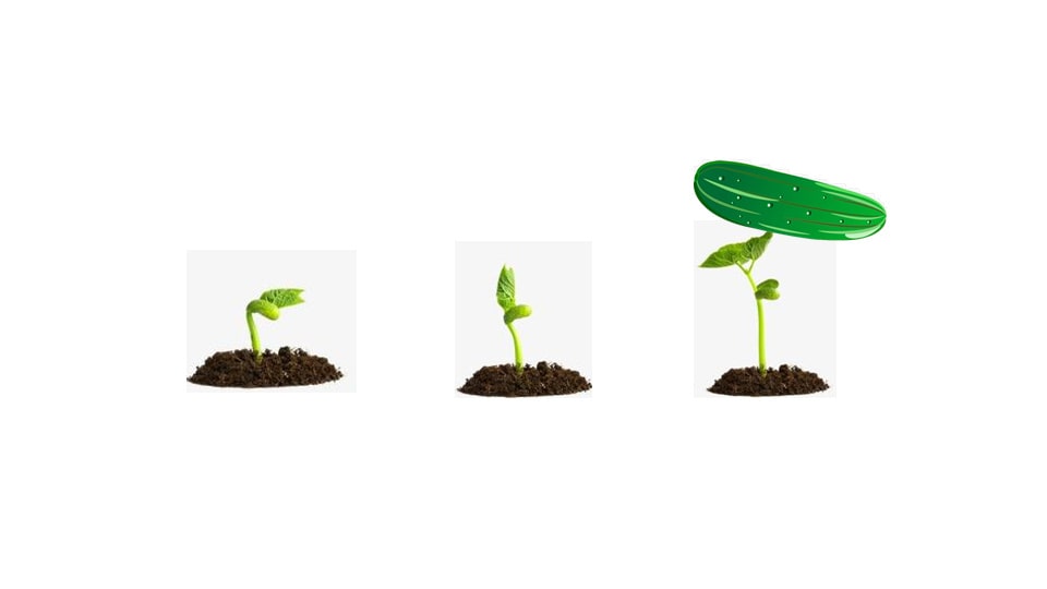 幼儿园中班艺术教案：种子宝宝快开花（含PPT课件图片）