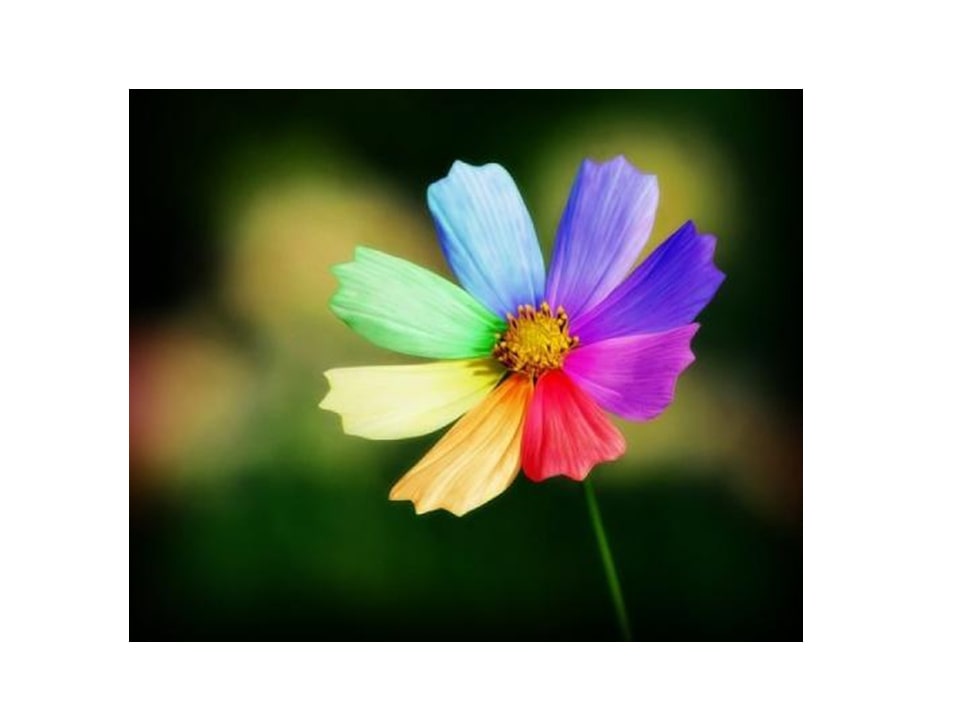 幼儿园中班语言教案：七色花（含PPT课件图片）