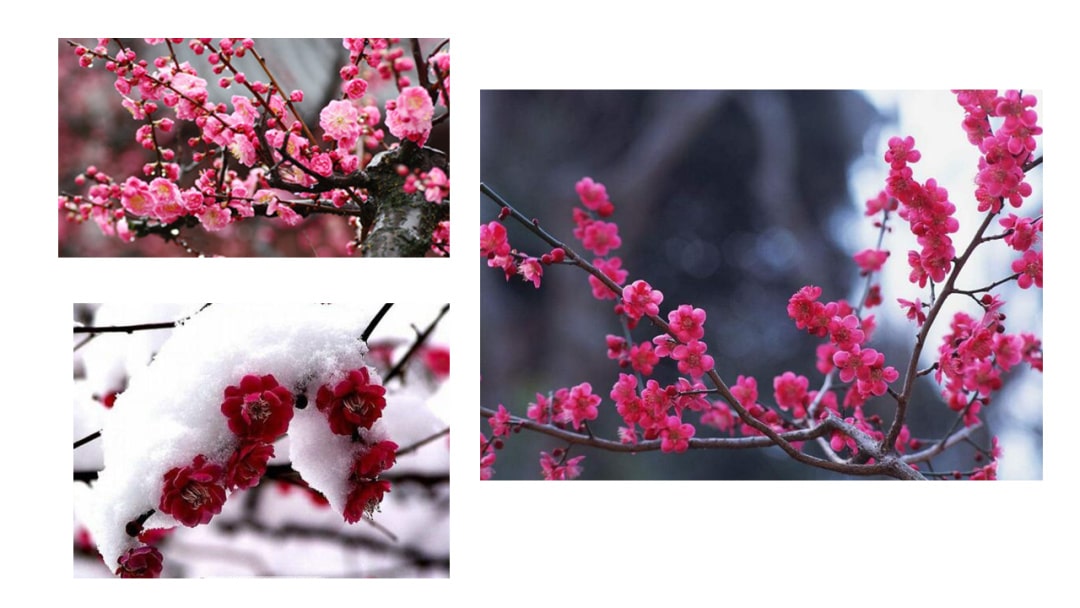 幼儿园中班语言教案：梅花古诗（含PPT课件图片）