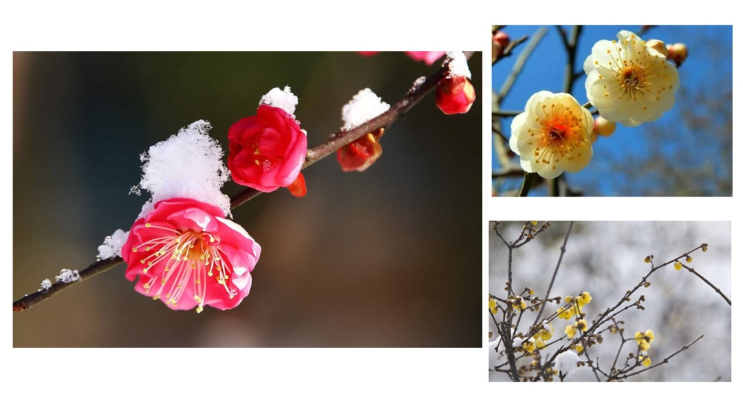 幼儿园中班语言教案：梅花古诗（含PPT课件图片）