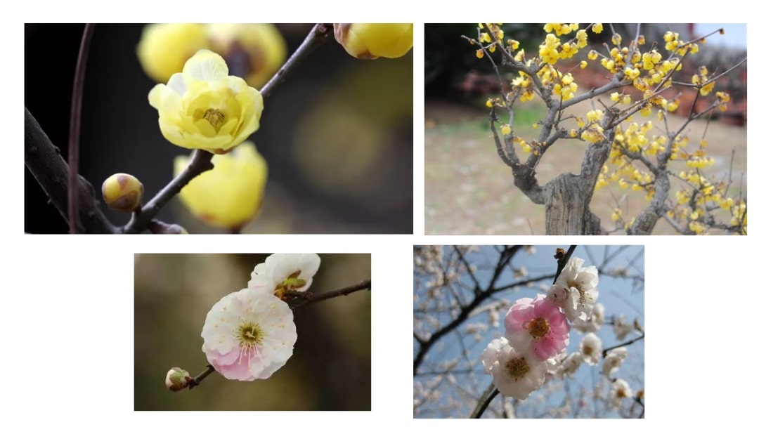 幼儿园中班语言教案：梅花古诗（含PPT课件图片）